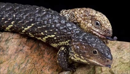Lagartos dormilones (Tiliqua rugosa)