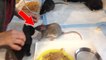 Le Brooklyn Cat Cafe : l'endroit insolite où les rats s'improvisent baby-sitters pour chatons !