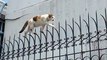 Agile Cat Tip Toes Along Decorative Fence