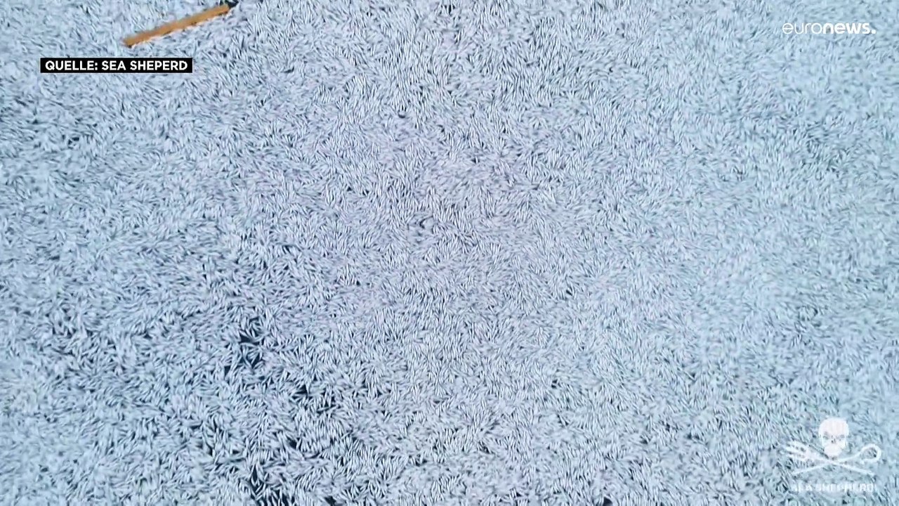 Rätselraten vor der Küste Frankreichs: 100.000 tote Fische treiben im Meer