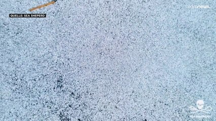 Rätselraten vor der Küste Frankreichs: 100.000 tote Fische treiben im Meer