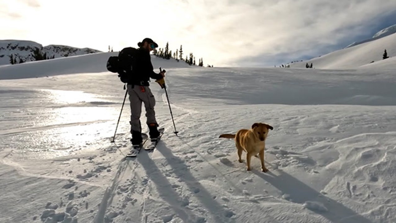 Taking Your Pup For A Stroll In The Snow