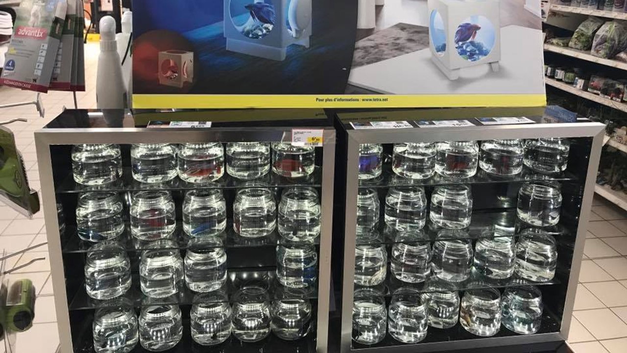 "Lampes aquariums" : quand les internautes prennent la défense des poissons combattants !