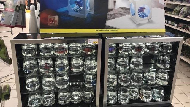 Lampes aquariums : quand les internautes prennent la défense des poissons combattants !
