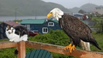 USA - Unalaska, la ville où les pigeons sont... des aigles !