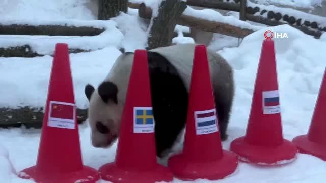 Rusya'da pandalar 2022 Pekin Kış Olimpiyat Oyunları'nın sonucunu tahmin etti
