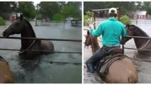 2 cowboys sauvent des chevaux piégés par les inondations de la tempête Harvey