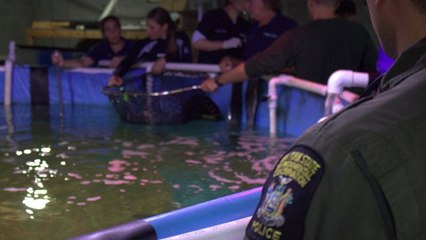 New York : ils retrouvent le sous-sol d'une maison infesté... de requins !