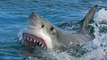 Requin : voici comment vous devez absolument réagir si un de ces animaux s'approche de vous !