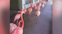 Tempête Irma : évacuation de flamants roses à la file indienne. Tous en rang !