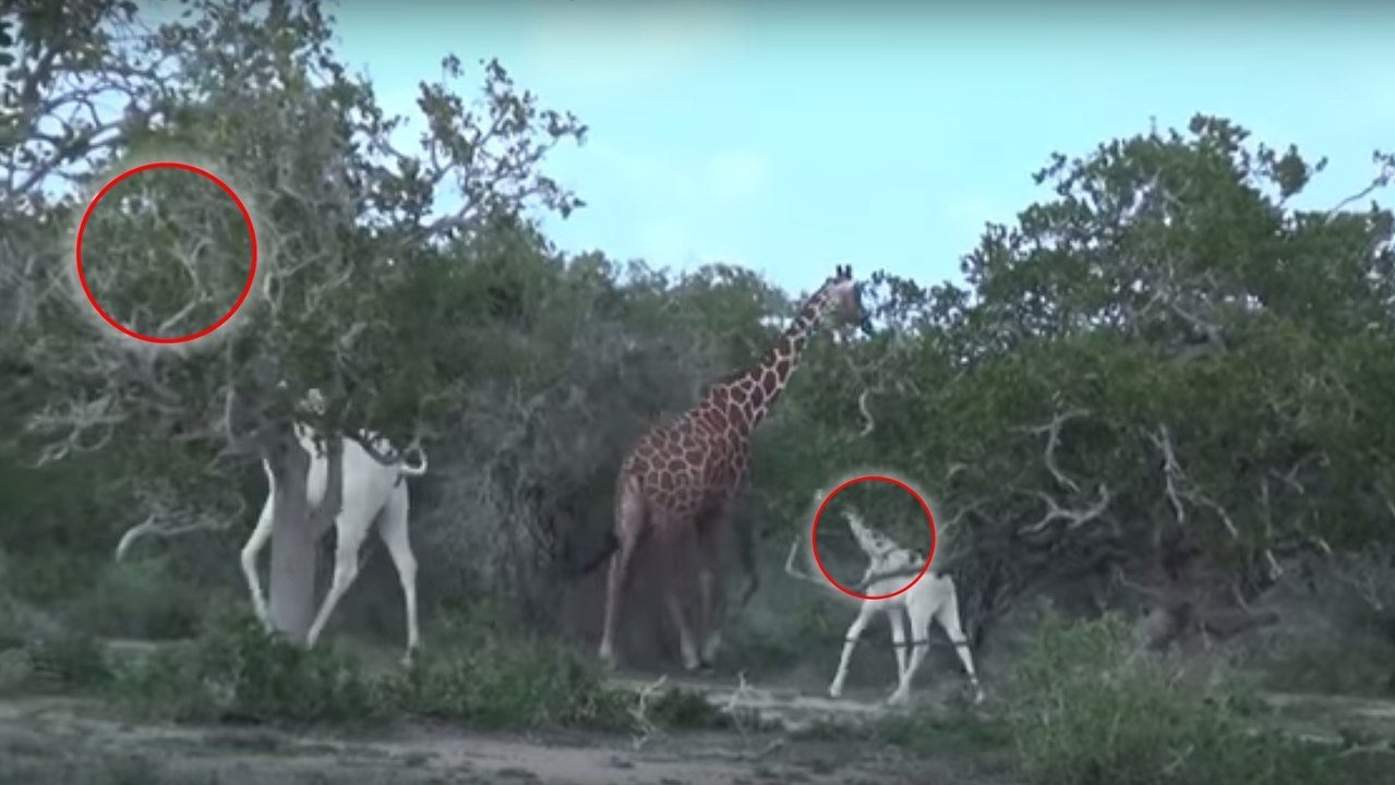 Des Rangers découvrent des girafes entièrement blanches dans une réserve en Afrique