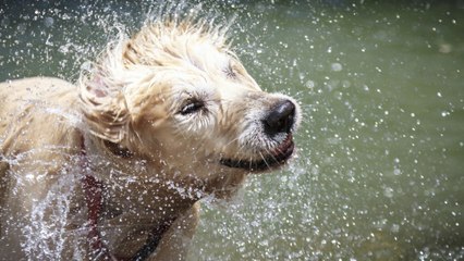 Comment se débarrasser de l'odeur de chien mouillé ?