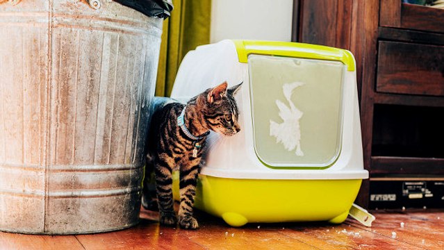 Chats : comment masquer les mauvaises odeurs de litière ?