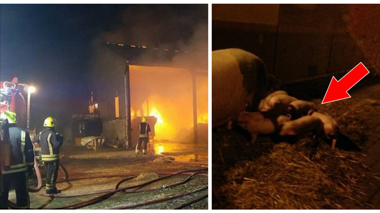 Des pompiers sauvent 18 porcelets d'un incendie... avant de les manger en saucisses grillées au barbecue !
