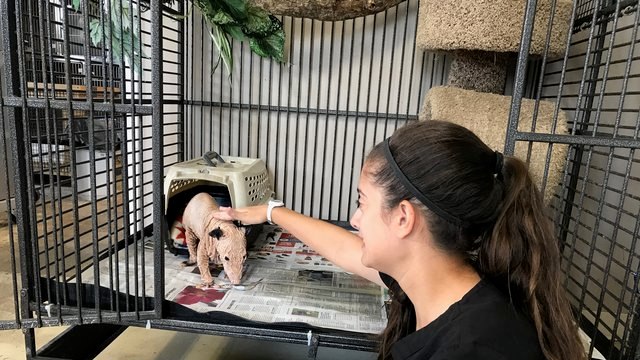 Une femelle opossum sans poils devient le nouveau symbole des animaux nus