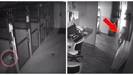 Un chien s'évade de sa pension en pleine nuit pour aller faire sa sieste à la belle étoile