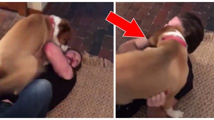 Chris Evans : retrouvailles surexcitées entre Captain America et son chien