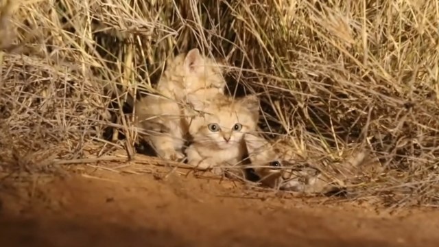 Des scientifiques parviennent à filmer trois chatons des sables au milieu du désert