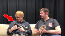 Ed Sheeran : le chanteur se prête à une interview avec des chatons de refuge