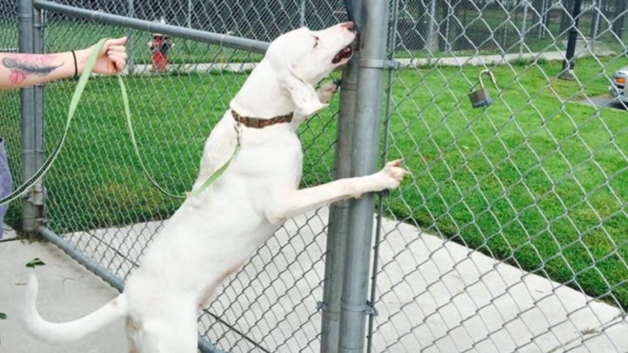 Un chien s'enfuit de toutes ses familles d'adoption pour retourner à son refuge... 11 fois de suite !