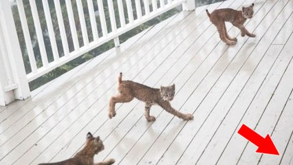 Au réveil, un homme découvre 7 bébés lynx en train de jouer sur sa terrasse