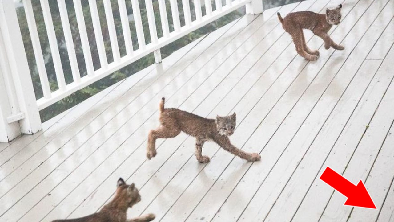 Au réveil, un homme découvre 7 bébés lynx en train de jouer sur sa terrasse