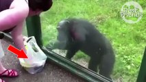 Ce singe a très bien compris ce qu'était une banane !