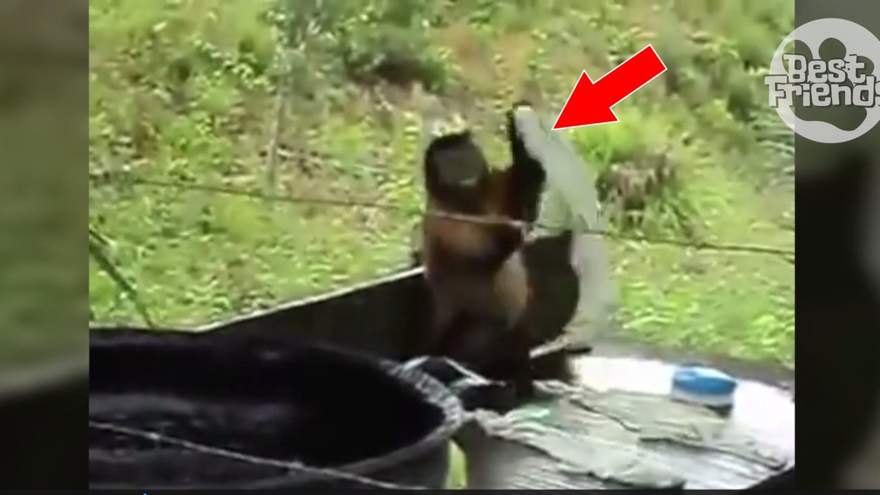 Un petit singe fait sa propre lessive comme les humains