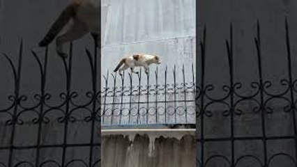 Agile Cat Tip Toes Along Decorative Fence
