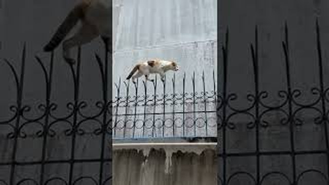 Agile Cat Tip Toes Along Decorative Fence