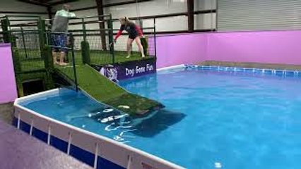 Dog Jumps in After Handler Falls into Pool