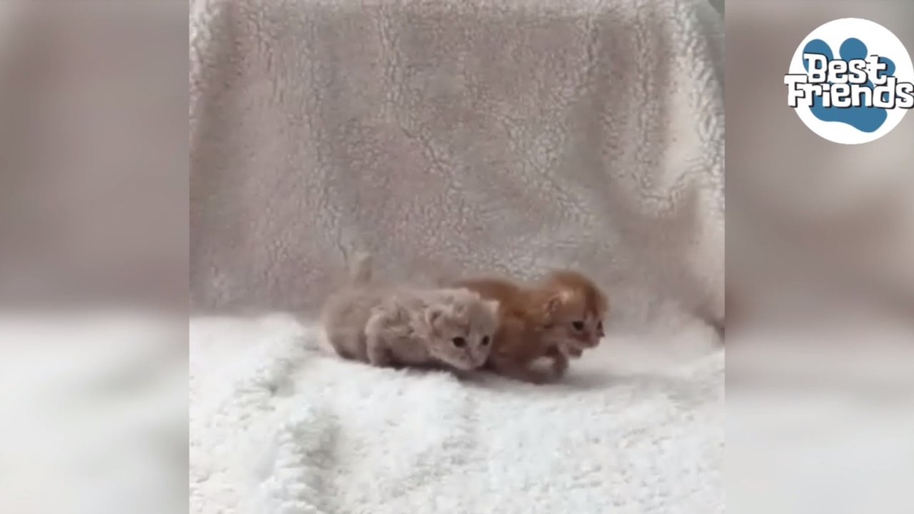 Premiers pas pour deux adorables chatons nouveaux-nés