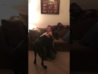 Great Big Great Dane Surprise