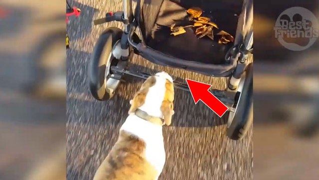 Fatigué de marcher, ce chiot grimpe à bord du panier de la poussette de sa maîtresse