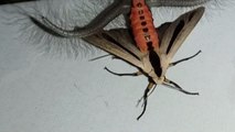 Creatonotos gangis : cette nouvelle espèce de papillon de nuit terrorise les australiens !