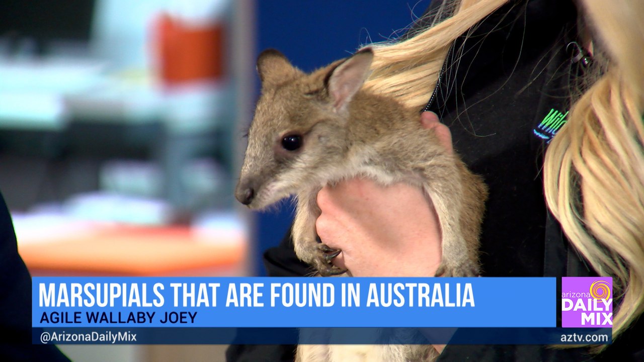 Meet the Agile Wallaby Joey from Wildlife World Zoo, Aquarium & Safari Park!