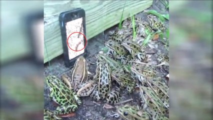 Des grenouilles s'agglutinent devant un téléphone portable en voyant des vers onduler à l'écran
