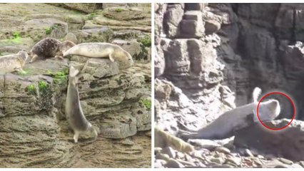 Affolés, des dizaines de phoques se jettent dans le vide pour échapper aux touristes