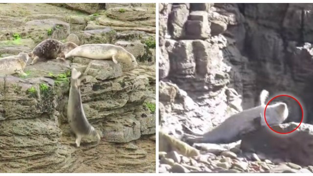 Affolés, des dizaines de phoques se jettent dans le vide pour échapper aux touristes
