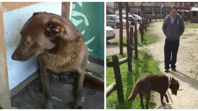 Retrouvailles émouvantes entre une chienne et son maître après 2 ans d'absence