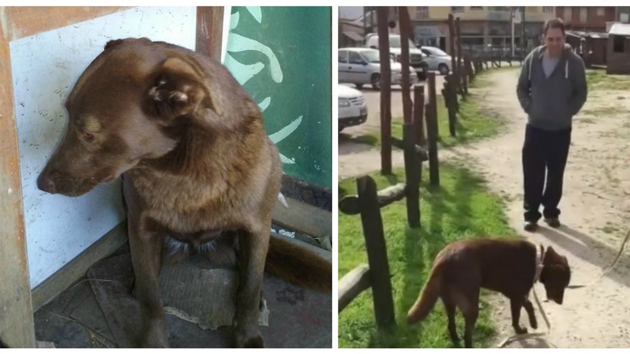Retrouvailles émouvantes entre une chienne et s...