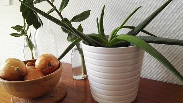 Selon la NASA, ces 3 plantes vous évitent les insomnies et les mauvais rhumes !