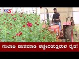 ಗುಲಾಬಿ ನಾಶ ಮಾಡಿ ಕಣ್ಣೀರು ಹಾಕುತ್ತಿರುವ ರೈತ | Davanagere Gulabi Farmer | TV5 Kannada