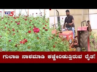 ಗುಲಾಬಿ ನಾಶ ಮಾಡಿ ಕಣ್ಣೀರು ಹಾಕುತ್ತಿರುವ ರೈತ | Davanagere Gulabi Farmer | TV5 Kannada