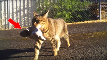 Un agent de police voit son chat lui ramener un sac plein de marijuana !