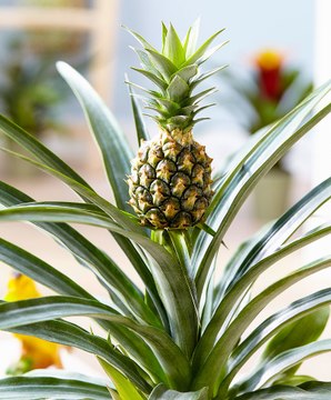 Découvrez les surprenantes vertus de la plante Bromelia-ananas