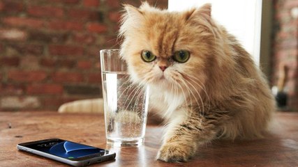 Voici pourquoi les chats font toujours tout tomber par terre