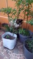 el gato chocolate haciendo sus necesidades en las macetas mientras yo alimento a los perros en el patio