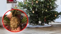 Voilà ce qu'il faut faire si vous trouvez des oeufs de mantes religieuses dans votre sapin
