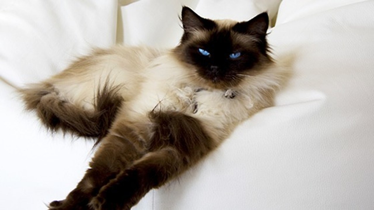 Trois bonnes raisons d'adopter un Ragdoll !
